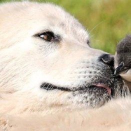 世界最小ペンギンを絶滅から救ったのは小さな島の牧羊犬！