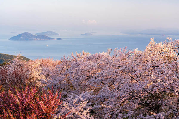 幻想的な紫雲出山の桜（香川県三豊市＝ドローンエンターテインメント提供）