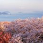 桜は斜め上から見る ドローン「オンライン花見」のススメ