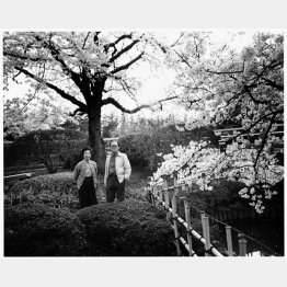 桑原甲子雄さん夫妻。桑原さんが恒例で催す馬事公苑のお花見で（1983年ごろ撮影）／（提供写真）