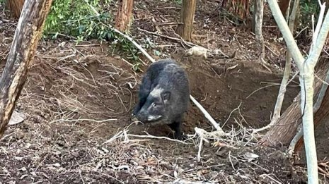 脱サラ＆長崎移住→町議になった男性の兼業ハンターライフ