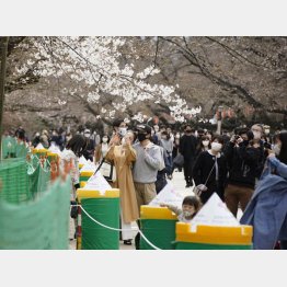 「早すぎる」（東京・上野公園の桜を見に訪れた人々＝20日）／（Ｃ）共同通信社