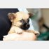 犬の気持ちをAIが変換