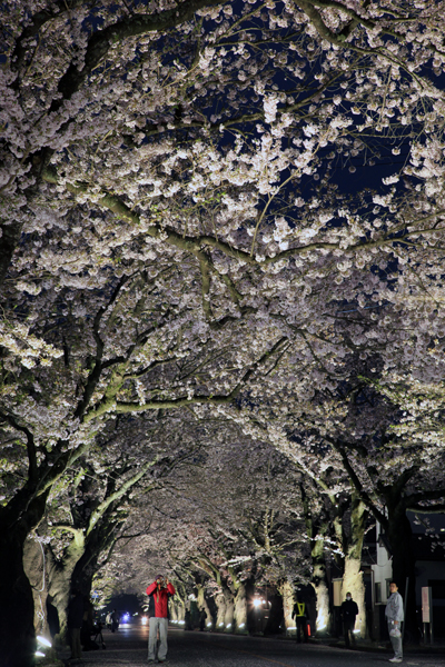 2018年4月6日、ライトアップされた夜ノ森の桜並木（写真）藤原亮司