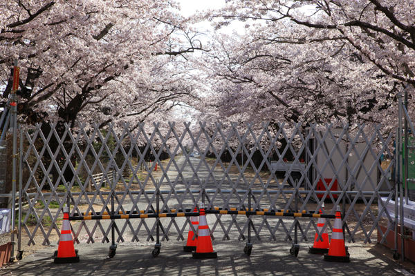 今も桜並木を分断する現在の帰還困難区域のゲート（写真）藤原亮司