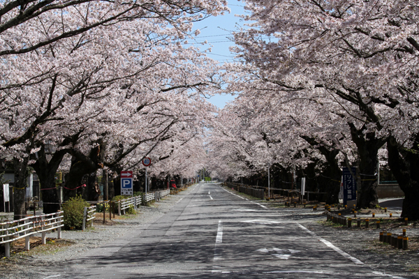 2011年4月17日、たまたま通りがかった夜ノ森で咲いていた満開の桜（写真）藤原亮司