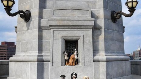 「“男性が愛犬を撮る”様子を撮った男性」を撮った米国女性