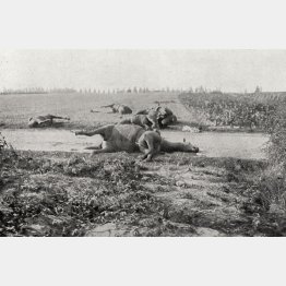 第1次世界対戦でベルギーの路上に残された馬の死体（World History Archive／ニューズコム／共同通信イメージズ）