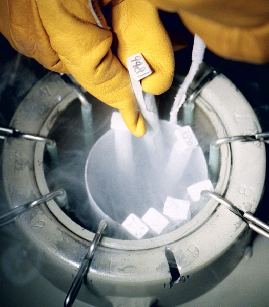 液体窒素タンクで保存される受精卵（Ｃ）共同通信社