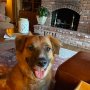 アイダホ州で愛犬が行方不明…発見のきっかけは本能とSNS
