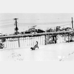 雪のバルコニーで跳ねるチロ（『センチメンタルな旅・冬の旅』より＝1990年撮影）／（提供写真）