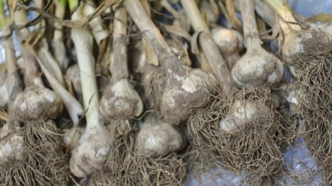 丁寧な土づくりで大豊作！ ニンニクの味噌煮で酒を飲んだ父を偲ぶ