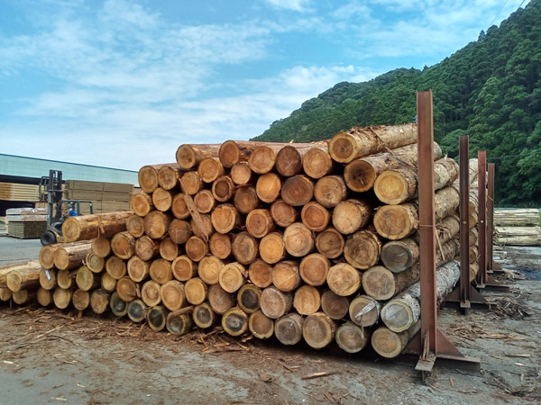 輸入木材の高騰が続く（写真は、国産のスギの原木）／（Ｃ）共同通信社