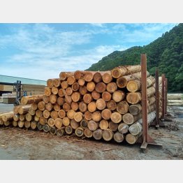輸入木材の高騰が続く（写真は、国産のスギの原木）／（Ｃ）共同通信社