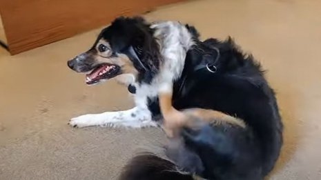 全盲の犬が自由に走り回って…英国で「医学上のミステリー」と話題に