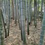どうする日本の「放置竹林」問題…その原因と課題、新しい取り組みも