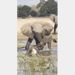 子どもの象を救うため、ワニと戦う親象（ユーチューブから）