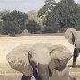 子象を救うため親象が巨大ワニを踏み潰す！ ザンビアでデンマーク人が衝撃の目撃