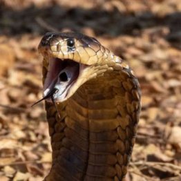 ガブリ！コブラに急所を噛まれたオランダ人男性、死んだ組織は切除され…