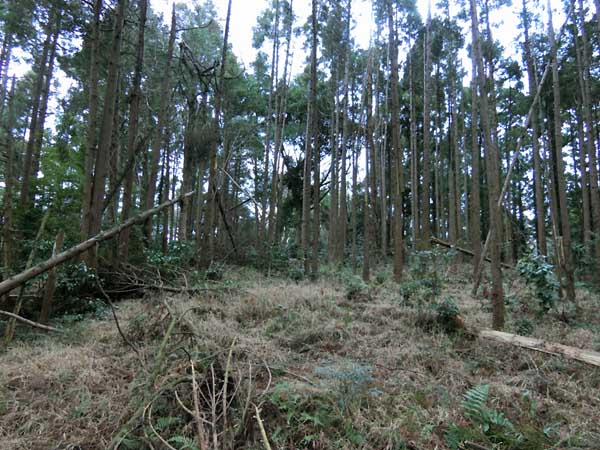 千葉県郊外の山林（提供写真）