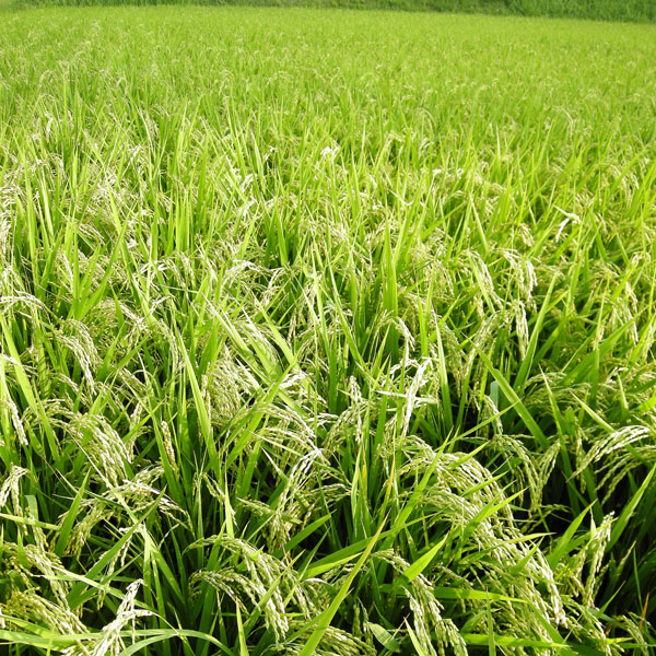 稲作に使われる農薬が影響していると研究者は指摘（Ｃ）日刊ゲンダイ