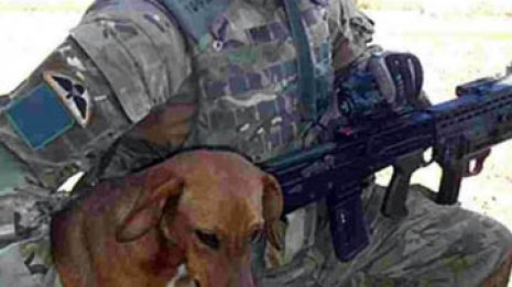 アフガンで戦死した英兵士の愛犬が第1回「ピープルズ・ペット賞」に！