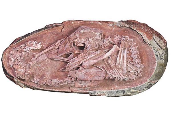中国で発見！ 7200万年前の恐竜の卵の中から完全な形の胎児が｜日刊 