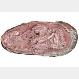 約7200万年前に生きた「オビラプトロサウルス」の卵（フェイスブックから）