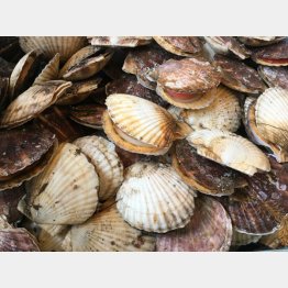 ホタテ貝の輸出は倍増