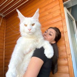 ギネスを目指すロシアの“超大型ネコ” 成長中メインクーンの体重は12.5キロ！