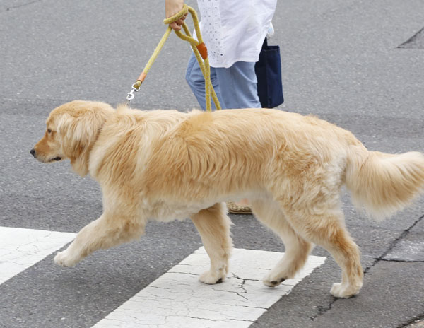 犬との散歩でストレス発散（Ｃ）日刊ゲンダイ