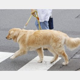 犬との散歩でストレス発散（Ｃ）日刊ゲンダイ