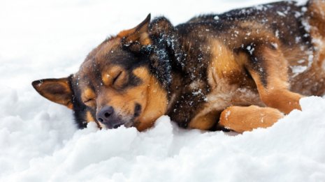 野良犬とロシア10歳少女の奇跡! 零下11度の猛吹雪で行方不明になったが…