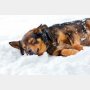 野良犬とロシア10歳少女の奇跡！ 零下11度の猛吹雪で行方不明になったが…