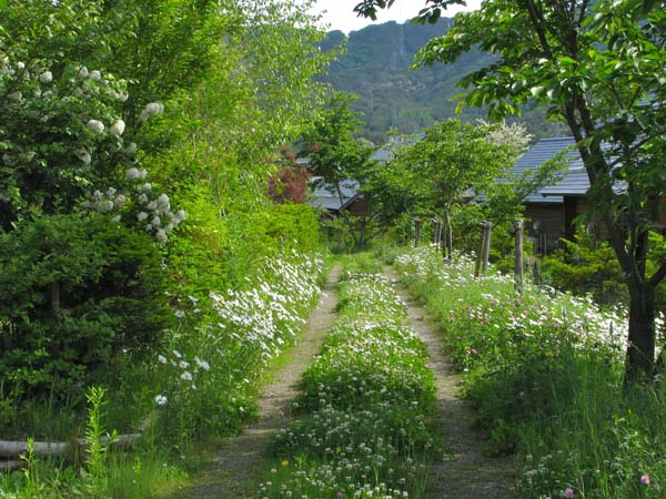 野山の小道にはさまざまな雑草が生い茂る（提供写真）