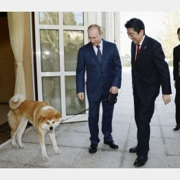 秋田犬のゆめに「ぺろっとなめていただいた」（Ｃ）共同通信社