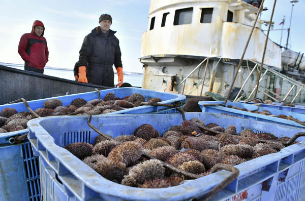 もうウニ カニ 紅鮭は食べられなくなる ロシアからの魚介類輸入ストップに現実味 日刊ゲンダイdigital