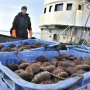 もうウニ、カニ、紅鮭は食べられなくなる？ ロシアからの魚介類輸入ストップに現実味