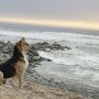 ｢ペルーの忠犬ハチ公」帰ってこない飼い主の漁師を海辺で待ち続けて…
