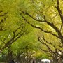 神宮外苑の樹齢100年に及ぶ木が1000本伐採へ…小池都知事の「再開発」とは何か