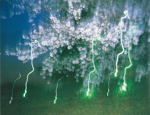 満開の桜（2001年撮影、「新世紀ノ写真」［2001年刊より］）