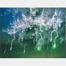 満開の桜（2001年撮影、「新世紀ノ写真」［2001年刊より］）