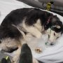 米コロラド州でキャンピングカーが炎上…警察官の決死の覚悟で救われた犬たち