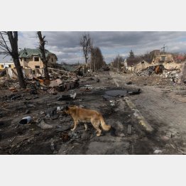 壊滅しつくされたブチャの町の通りには犬の姿も…（Ｃ）ロイター