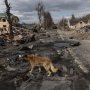 ロシア軍による「ブチャの大量虐殺」発見遺体の9割が“銃殺” 妊婦と子供も犠牲に
