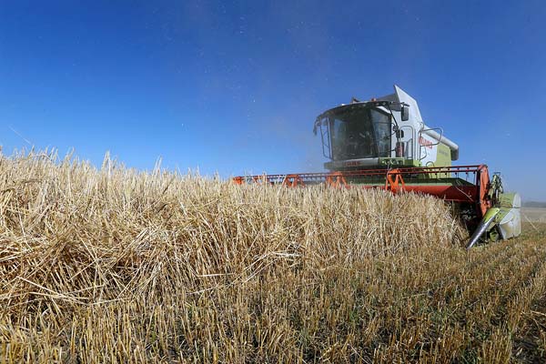 小麦高騰は続く（ウクライナの小麦畑＝資料）／（Ｃ）ロイター