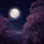 4月の満月「ピンクムーン」が全国各地で観測 月の引力と地震が関係するって本当？