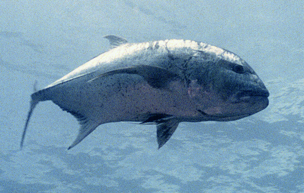 小笠原諸島域に生息する巨大魚「ロウニンアジ」／（Ｃ）共同通信社