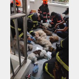 助け出された猫と消防士（SCDFのフェイスブックから）