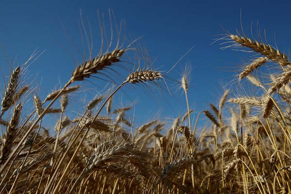 小麦価格は高騰（ウクライナの畑）／（Ｃ）ロイター
